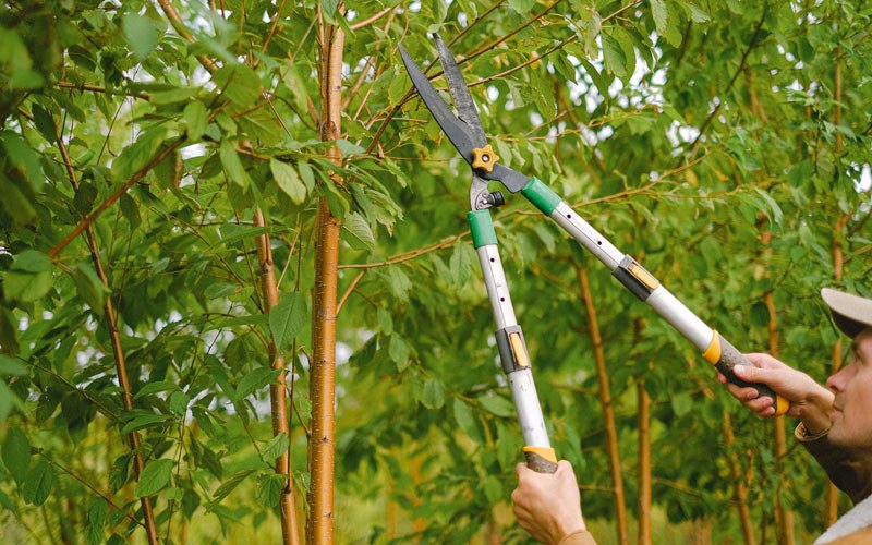Tree trimming in Zuni, VA
