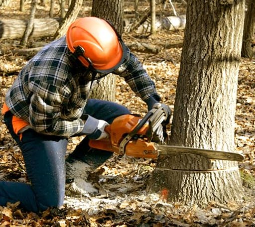 Tree Removal in Zuni, VA
